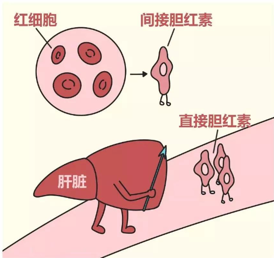 石家庄众安医院 石家庄众安医院